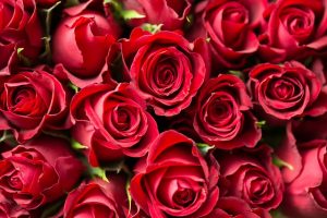 rouver le bon bouquet de roses pour la Saint-Valentin
